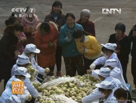临武香芋种植技术