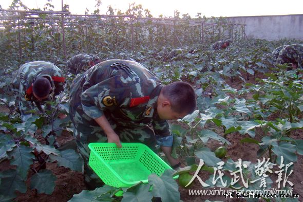 重庆：这里农民种菜从不愁销（图）