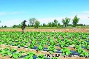 秋香菜种植时间