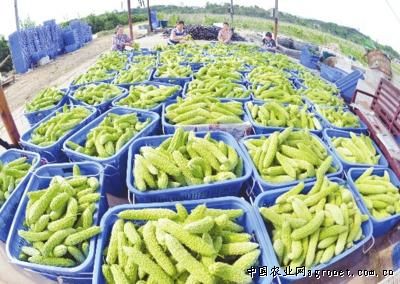 滕州土豆种植视频