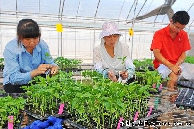 紫叶生菜种植时间和方法