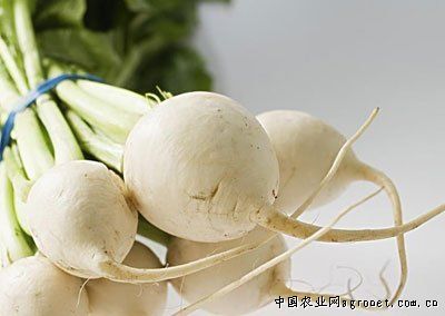 天津绿大白菜种子多少钱