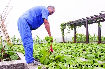 绿家园包菜种植技术