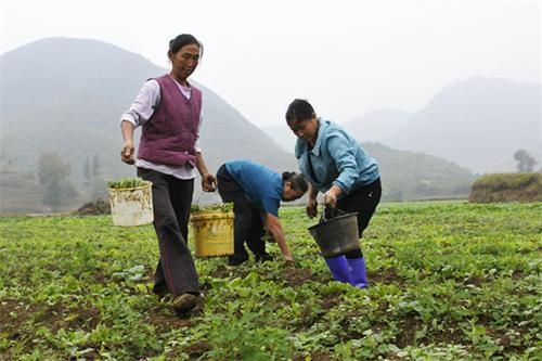 浙江省开化县种子公司积极备种12万余公斤
