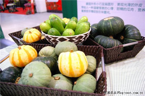 汉中雪韭王韭菜种子
