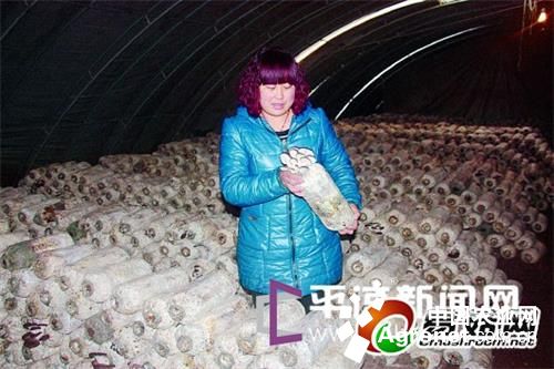 蘑菇市场价多少钱一斤