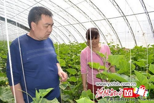 广昌茶树菇种植
