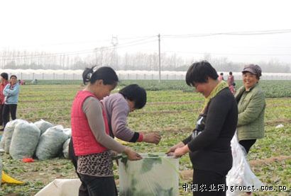 柳蒿芽种子多少钱一斤