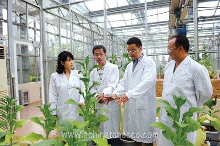 中农106黄瓜施肥技术
