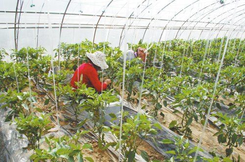 白茄子种植方法