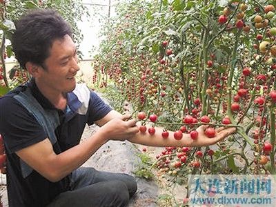 古瑶红红薯育种技术
