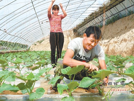 芹菜种子种植方法
