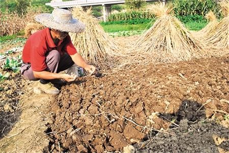 土豆种植技术 施肥