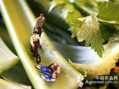 小米椒亩产量一般多少斤