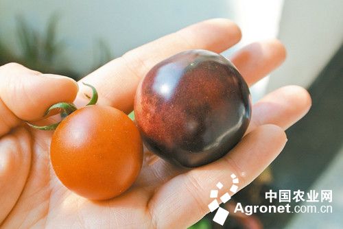 安徽高辣新一代辣椒种植