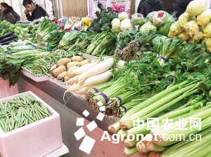 漳浦大葱种子公司