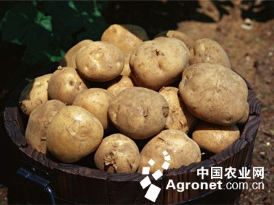 济薯26地瓜品种介绍