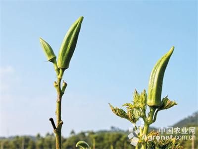 露地茄子种植管理技术