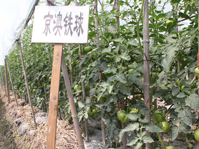 红芽姜种植技术
