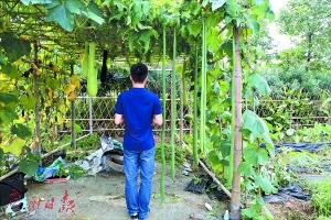 广东种植八棱丝瓜种植技术