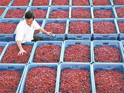 安特莱斯西红柿批发市场