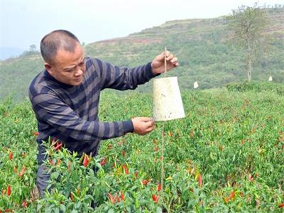 沐丰6360西红柿育种技术