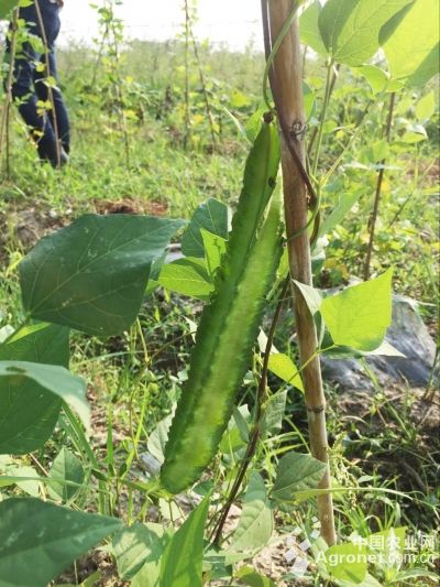 绿豆芽种植方法