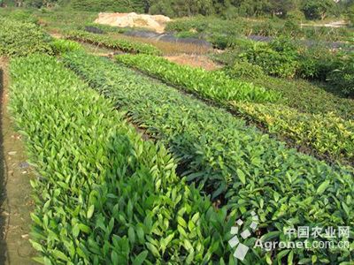 安丘生姜种植技术