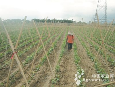 棘托竹荪育种技术