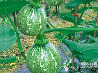 德瑞特系列黄瓜品种
