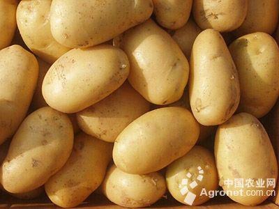 青薯9号土豆施肥技术要点