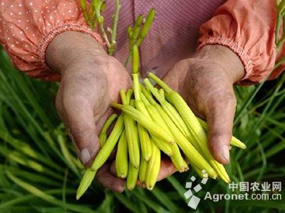 四季小白菜的种植方法