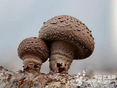 椴木菇种植一个木头能打几个孔