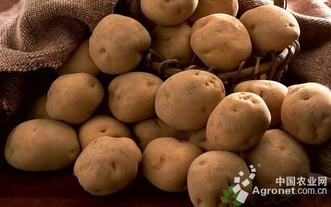 黑金刚土豆施肥技术