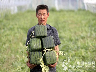 中农福得种业