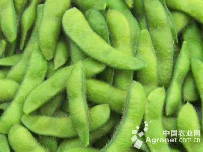 绿亨南瓜品种大全图片