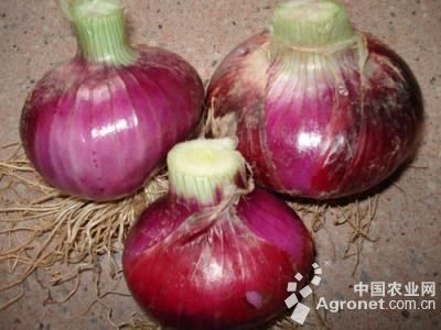 紫皮大蒜种植半个月为什么不出土
