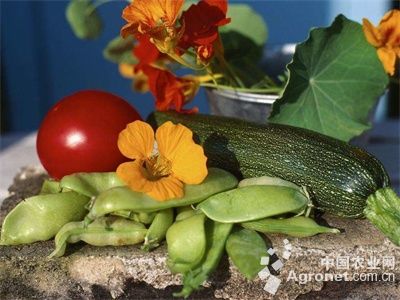 辣椒种植时间和方法