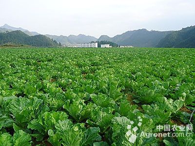 大荔黄花菜育种技术