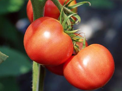茄子常见病虫害防治