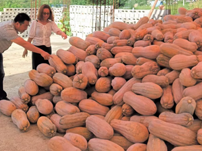 亩产万斤土豆新品种