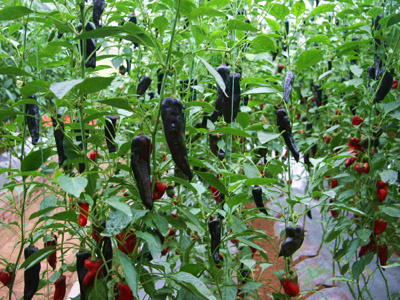 西红柿施肥方案