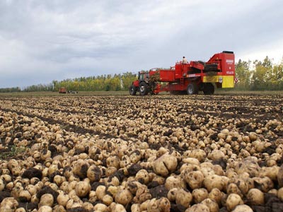 荷兰十五土豆品种介绍