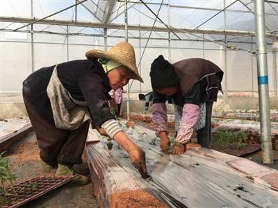 红叶香莴苣种植技术