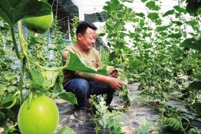 新世纪西红柿育种技术