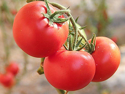 西红柿市场分析