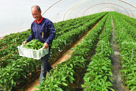 豆虫养殖技术