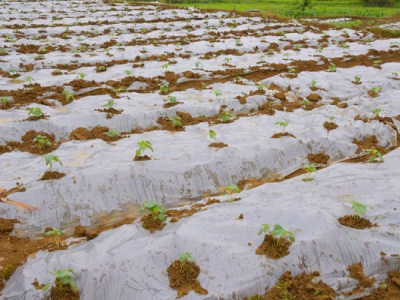 金乡大蒜种植基地