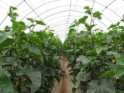 塔罗番茄种植技术