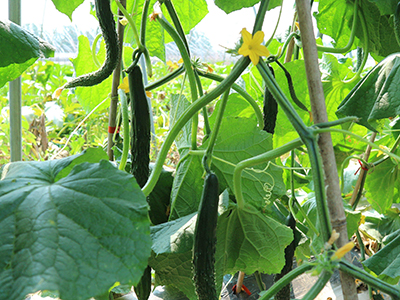 西红柿种植方法